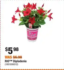 Home Depot RIO Dipladenia offer