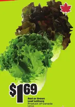 FreshCo Red or Green Leaf Lettuce Product of Canada offer