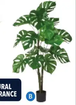 RONA Monstera offer