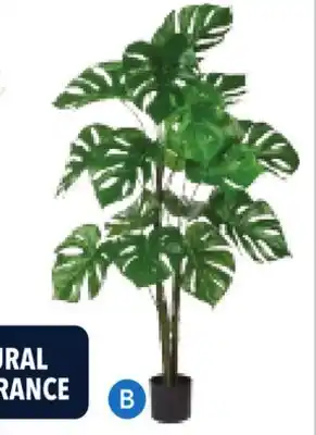 RONA Monstera offer