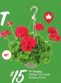 Longo's 10 Hanging Basket offer
