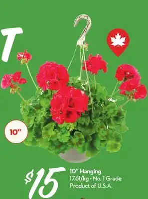 Longo's 10 Hanging Basket offer