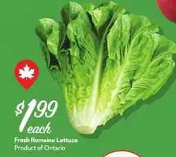 Longo's Fresh Romaine Lettuce offer