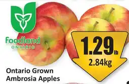 Starsky Ontario Grown Ambrosia Apples offer