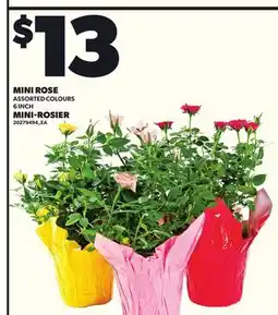 Independent City Market MINI ROSIER, 6 INCH offer