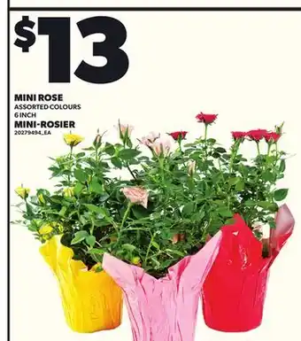 Independent City Market MINI ROSIER, 6 INCH offer