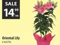 Co-op Oriental lily offer