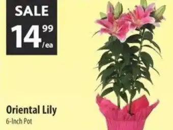 Co-op Oriental lily offer