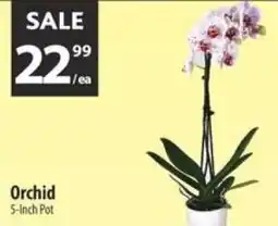 Co-op Orchid offer