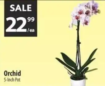 Co-op Orchid offer