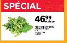 Kim Phat YU CHOY TIPS offer
