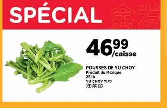 Kim Phat YU CHOY TIPS offer
