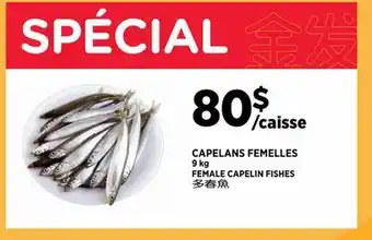 Kim Phat FEMALE CAPELIN FISHES offer
