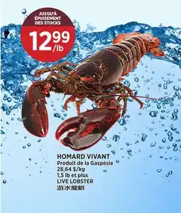 Kim Phat LIVE LOBSTER offer