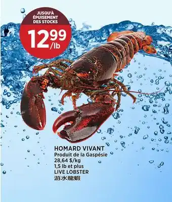 Kim Phat LIVE LOBSTER offer