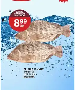 Kim Phat LIVE TILAPIA offer