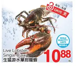 T&T Supermarket LIVE LOBSTER-SINGLE CLAW offer