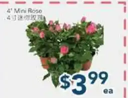 Oceans Fresh Food Market 4 Mini Roso offer