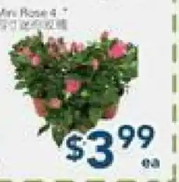 Oceans Fresh Food Market Mini Rose 4 offer