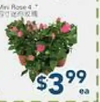 Oceans Fresh Food Market Mini Rose 4 offer