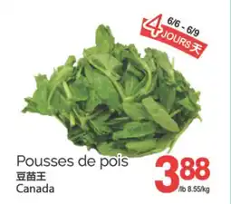 T&T Supermarket POUSSES DE POIS offer