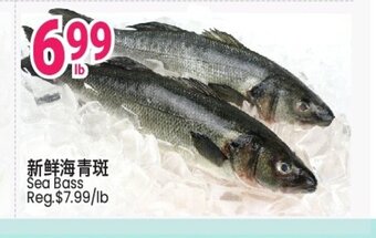 Sea Bass