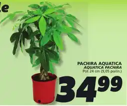 IGA AQUATICA PACHIRA offer