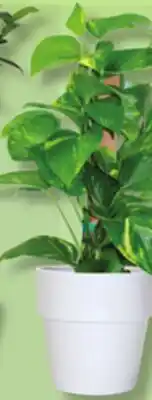 IGA CLIMBING PLANT offer
