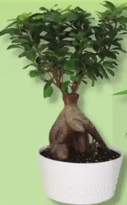 IGA BONSAI offer