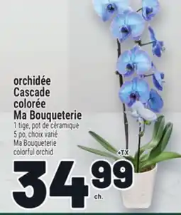 Metro ORCHIDÉE CASCADE COLORÉE MA BOUQUETERIE | MA BOUQUETERIE COLORFUL ORCHID offer