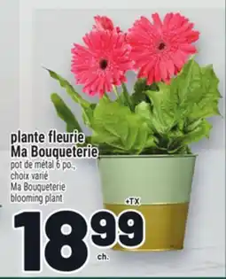 Metro PLANTE FLEURIE MA BOUQUETERIE | MA BOUQUETERIE BLOOMING PLANT offer
