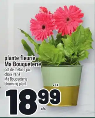 Metro PLANTE FLEURIE MA BOUQUETERIE | MA BOUQUETERIE BLOOMING PLANT offer