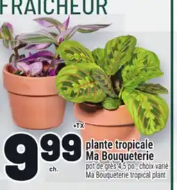 Metro PLANTE TROPICALE MA BOUQUETERIE | MA BOUQUETERIE TROPICAL PLANT offer