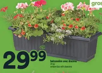 Super C balconnière avec dracéna | window box with draecena offer
