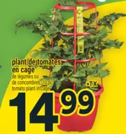 Super C plant de tomates en cage | tomato plant in cage offer