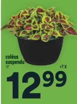 Super C coléus suspendu offer
