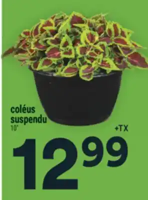 Super C coléus suspendu offer