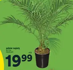 Super C palmier majesty | majesty palm offer