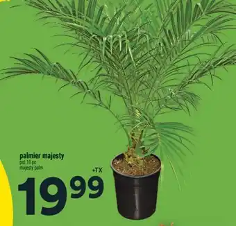 Super C palmier majesty | majesty palm offer