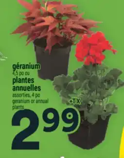 Super C géranium ou plantes annuelles | geranium or annual plants offer