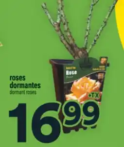 Super C roses dormantes | dormant roses offer