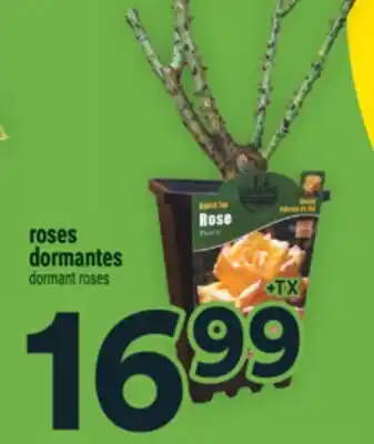 Super C roses dormantes | dormant roses offer