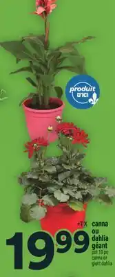 Super C canna ou dahlia géant | canna or giant dahlia offer