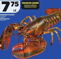 Provigo HOMARDS VIVANTS, 1-1,25 LB CH offer