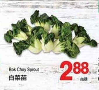 T&T Supermarket Bok Choy Sprout offer
