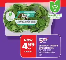 Metro FOOD LAND GREENHOUSE-GROWN LIVING LETTUCES offer