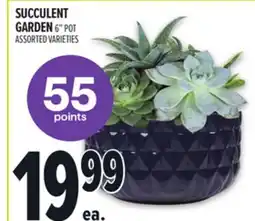 Metro SUCCULENT GARDEN offer