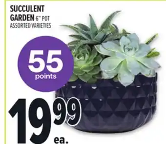 Metro SUCCULENT GARDEN offer