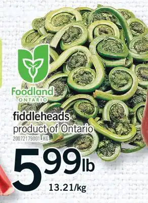 Fortinos FIDDLEHEADS offer