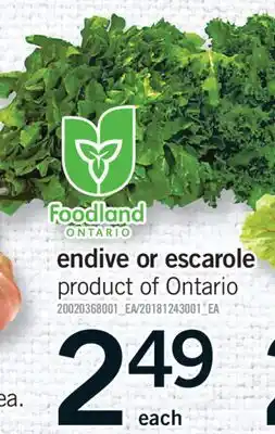 Fortinos ENDIVE OR ESCAROLE offer